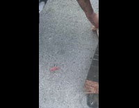 Two newborn baby rats picked up on sidewalk