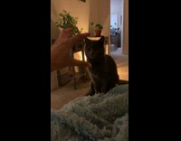 Black cat too high to react move 