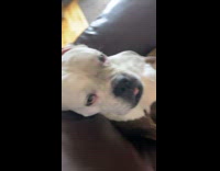 Collab Pubity - Clingy Dog Whines at Lady for Pats