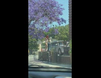 Mom daughter brick wall jacaranda tree