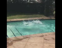 black dog jumping into pool fetching 
