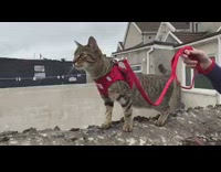 Cat red harness leash falls off wall 