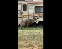 Man talks while dog and the deer stares each other