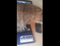 Pet brown cat is on laptop computer