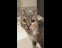 Cat changes into red santa suit costume 