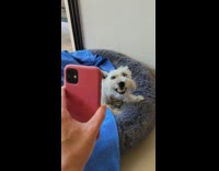 Dog Growls at Lady in Phone FaceTime