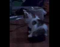 Pet kitten sit in empty water dispenser