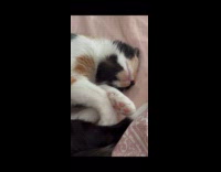 Collab PLC - Calico the cat sleeping frolicking in her dreams
