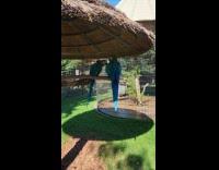 Two parrots on zoo reacts to filmer