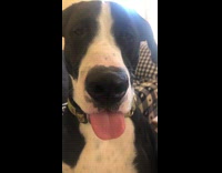 Dog puts tongue out wants some pasta 