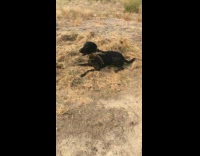 Dog happily rolls around in hay
