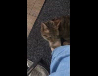 Cat meows to woman walks around feet