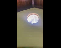 Lizard tap on circle glass window