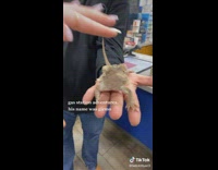 Girl petting lizard in gas station in guys hand 