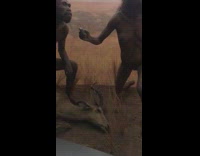 Rat mouse crawls in caveman museum exhibit