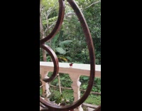 Black red bird flies white railing door 