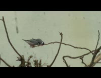 Two birds rock the small tree branch in the zoo
