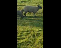 Woman shows baby goats on grass field
