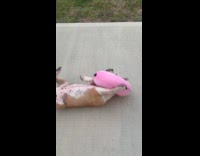 Dog tries to remove pillow on neck