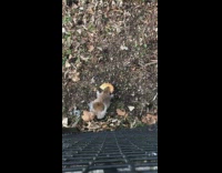 Brown squirrel runs away with bagel half 