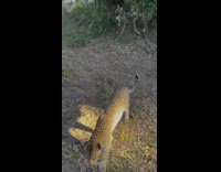 Tourists sees a leopard up close encounter