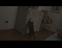 Cat open go inside drawer teddy bear