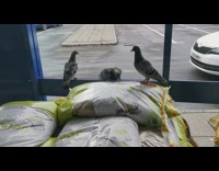 Pigeons poke a hole and ate the sack of bird seed