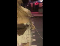 Group of ladies dressed as kamikaze girls