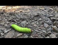 Guy compares hand to green caterpillar bug