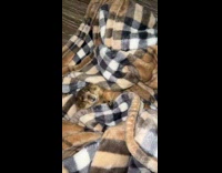 Guy petting prairie dog tucked in blanket part 1