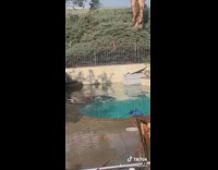 White dog swims in flooded backyard swimming poo
