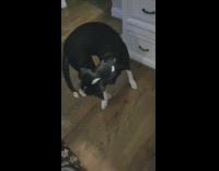 Black dog chases tail with peanut butter on tail