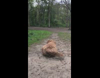 Happy dog laying in mud wags tail 