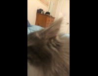 Collab DailyDoseOfInternet - Kitten on blue bed jump attack camera
