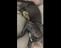 Big black dog hanging out with small duck duckling