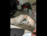 Labrador puppy plays with mom 