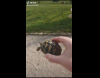 Girl ties red pipe cleaner around turtle 
