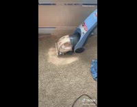 Girl cleans up spilled white paint carpet 