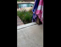 Dog near pool with four cats behind