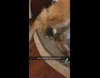 Paralyzed dog moves back legs when touched