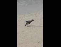 Black bird chirps weird noise beach sand 