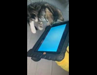 Kitten on grey bedsheets virtual goldfish tablet 