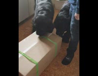 Dogs watch guy open box with treats