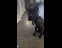 Woman trains dog to not have food aggressions 