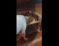 Dog scared of a black shampoo bottle