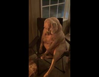 Large dog sitting on chair watches bonfire 