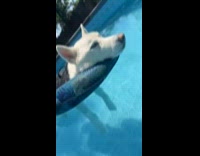 Dog floats with inflatable in the pool