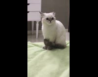 Cat sits with tail wrapped around itself 
