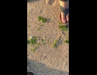 Stingray found on shore 
