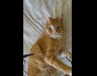 Orange cat on bed bite black string